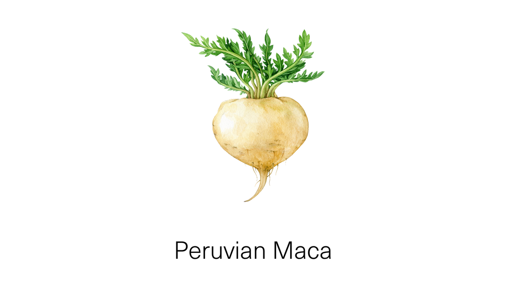 Maca for Mothers: The Ancient Andean Root Behind a Nourishing Postpartum Ritual