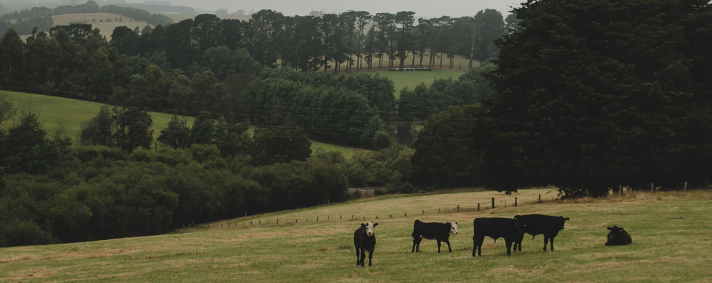 Beef Liver for Postpartum Recovery: What the Research Says