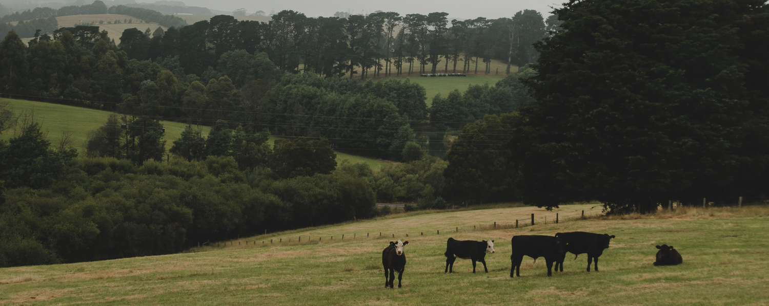 Why Bovine Collagen?